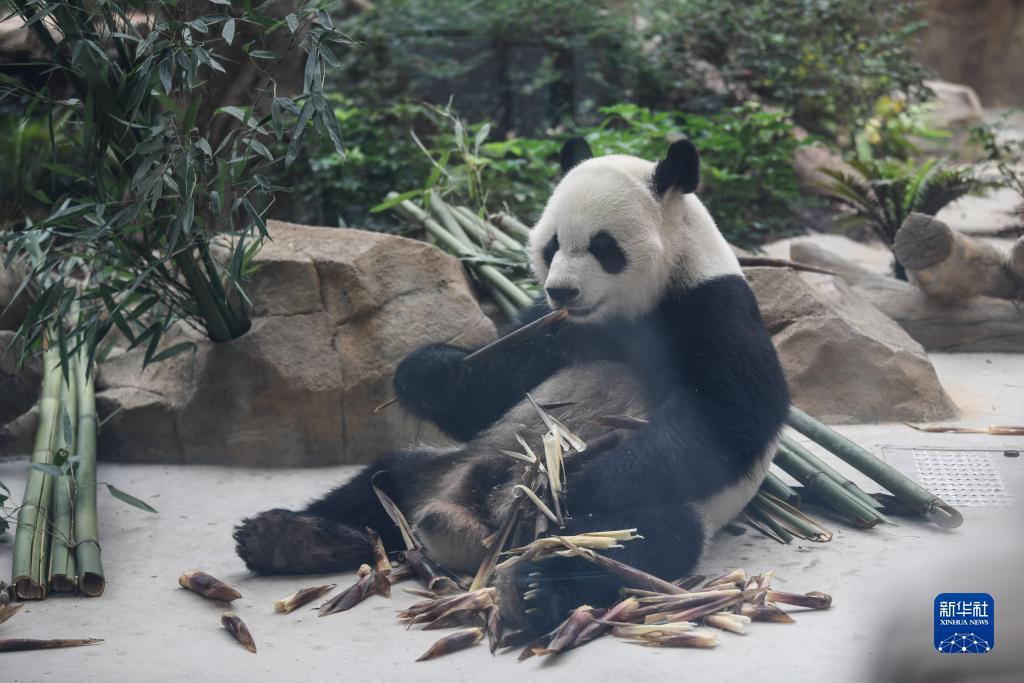 不朽的浪漫免费旋转选哪个好